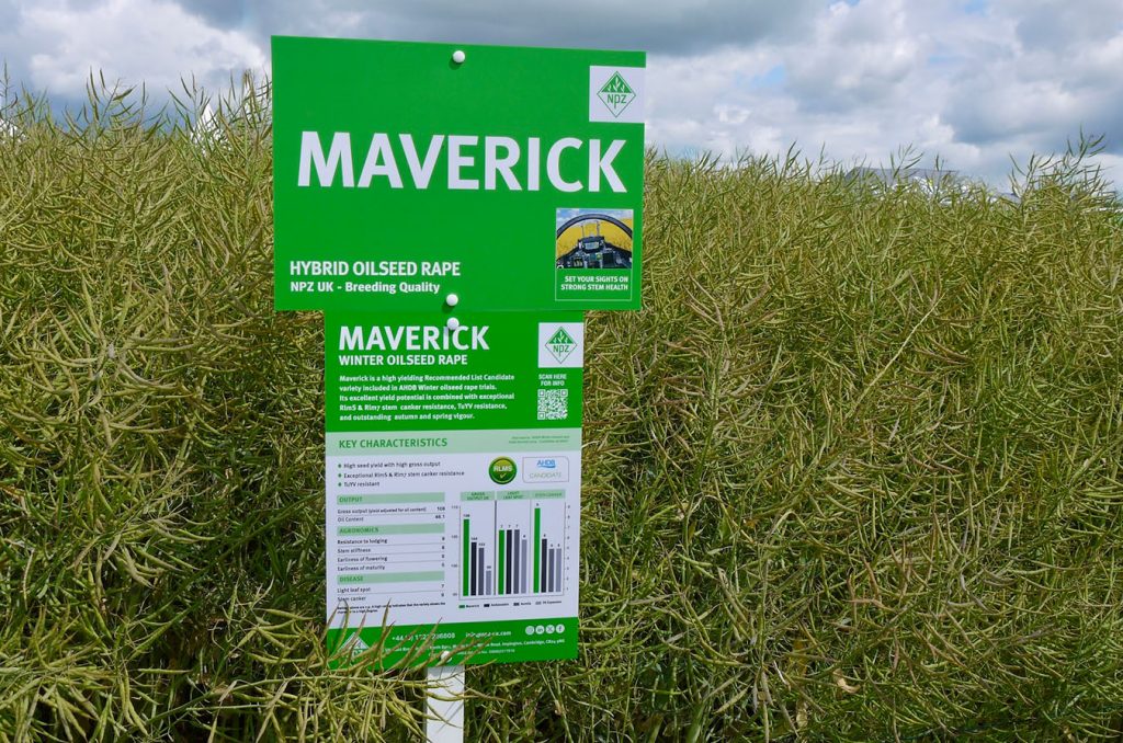 maverick oilseed rape